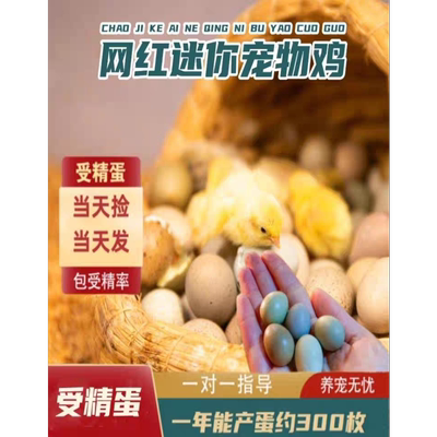 可孵化网红芦丁鸡受精种蛋新鲜宠物鸡迷你鸡蛋德系纯白礼服受精卵