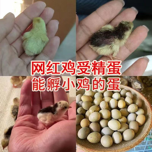 芦丁鸡受精蛋网红迷你观赏鸡卢丁鸡德系纯白瓦灰礼服可孵化种蛋