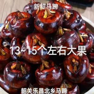 粤北乐昌北乡大马蹄农家荸荠水果蔬菜地栗即食新鲜现挖现发