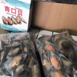 速冻青口贝精品蓝口贝海鲜水产半壳冷冻贝类海鲜烧烤西餐厅原材料