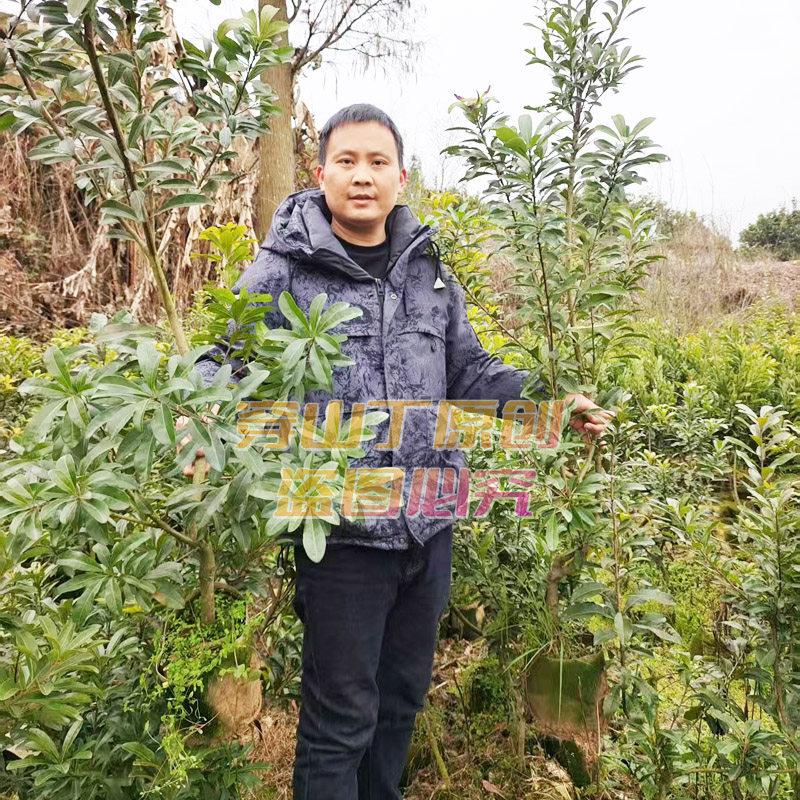 东魁杨梅苗_乌梅树苗_黑炭杨梅果苗批发_靖州杨梅树苗大颗杨梅苗