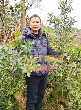 东魁杨梅苗_乌梅树苗_黑炭杨梅果苗批发_靖州杨梅树苗大颗杨梅苗