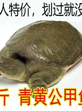 鲜活鱼甲鱼外塘新鲜食用养殖水鱼纯天然便宜王八鱼苗中华团鱼包邮
