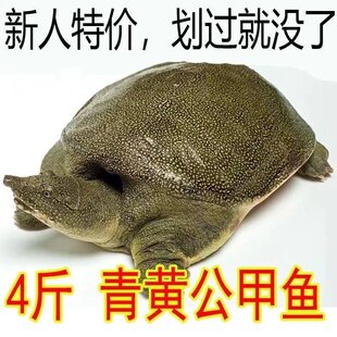 鲜活鱼甲鱼外塘新鲜食用养殖水鱼纯天然便宜王八鱼苗中华团鱼包邮