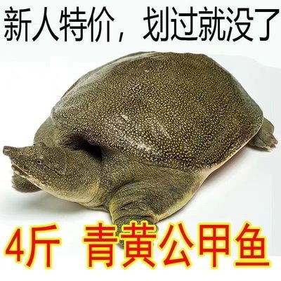 鲜活鱼甲鱼外塘新鲜食用养殖水鱼纯天然便宜王八鱼苗中华团鱼包邮