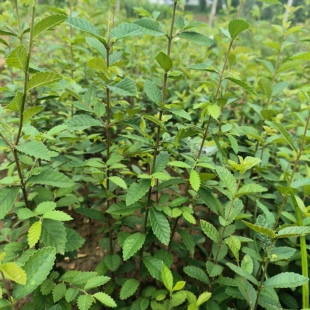 附石专用小叶榔榆灵芝榆树苗绿皮榆附石榔榆苗子籽播苗0.1到0.4粗