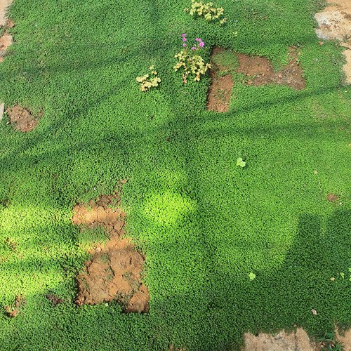 金钱麻珍珠草生态缸岩吸水石假山盆景铺面好养的懒人植物四季常绿
