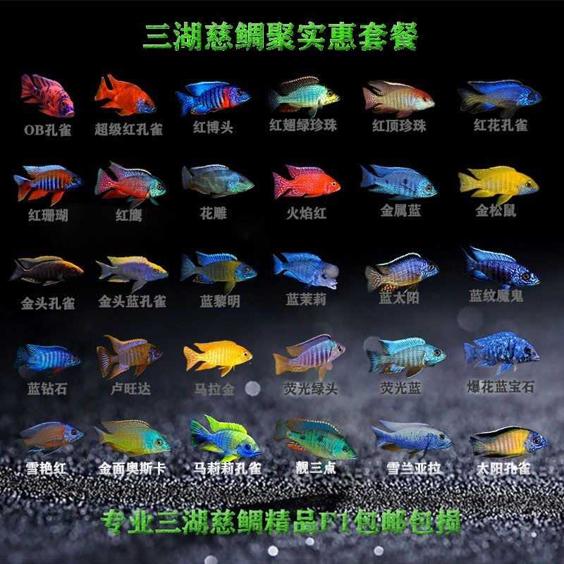 三湖慈鲷热带淡水观赏鱼练手鱼马鲷孔雀精品套餐30条送2条发32条