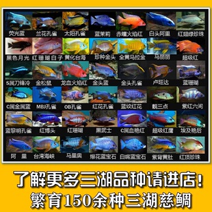 三湖慈鲷马鲷孔雀类岩栖类热带鱼金松鼠马里奥蓝阿里超级红蓝茉莉