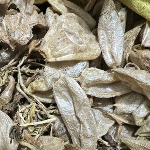 中药材 马尿泡 唐古特马尿泡 尿泡草 羊尿泡、羊卵泡