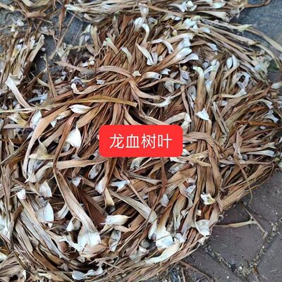 龙血树叶正宗马骡蔗树兰狭叶正宗龙血树不才树正品参血竭叶