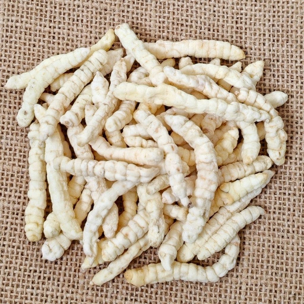 【白虫草】草石蚕 土冬虫草 泽兰根 白虫草