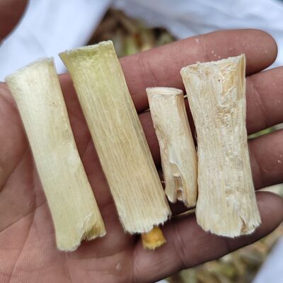 葱白中药材葱白 新鲜干货 药用大葱杆 大葱白