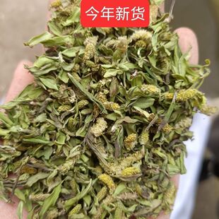 柳芽 中药材 柳树芽 柳芽 嫩柳芽 柳芽茶新货