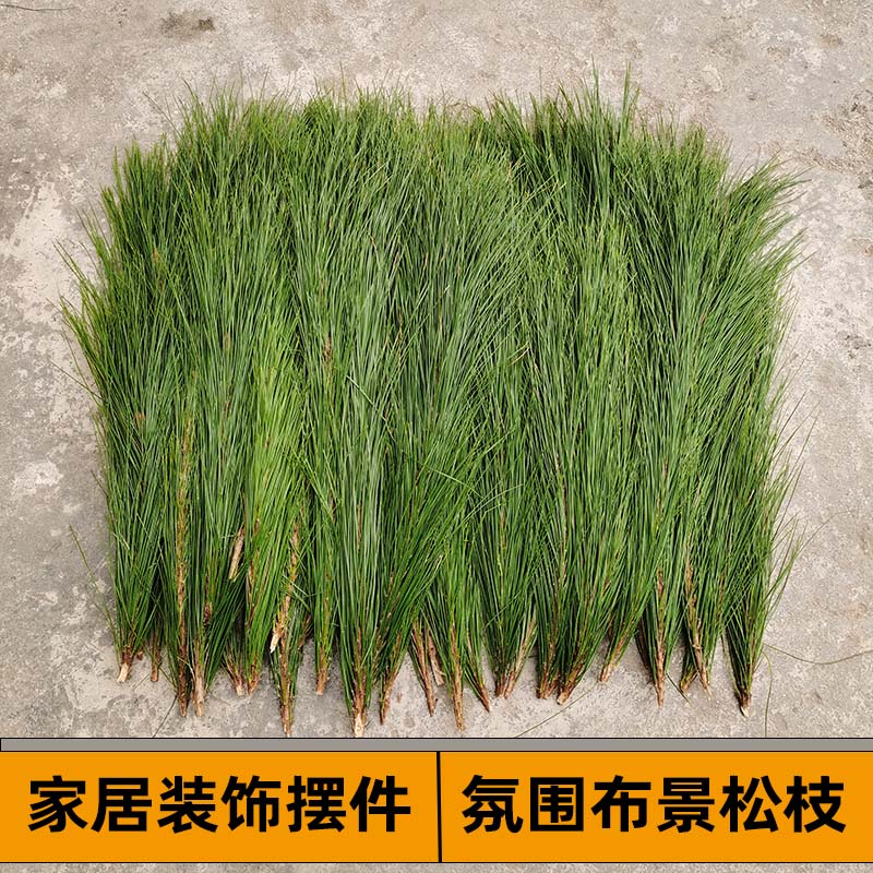 新鲜松枝按平方书签插花煮茶香薰