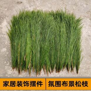 新鲜松枝按平方手工艺书签家居插花传统婚礼森系布置煮茶香薰园艺