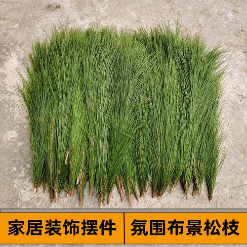 新鲜松枝按平方书签插花煮茶香薰