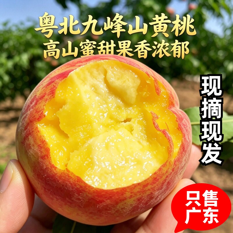广东韶关乐昌九峰山黄桃当季时令毛桃子脆桃新鲜应季水果当季整箱