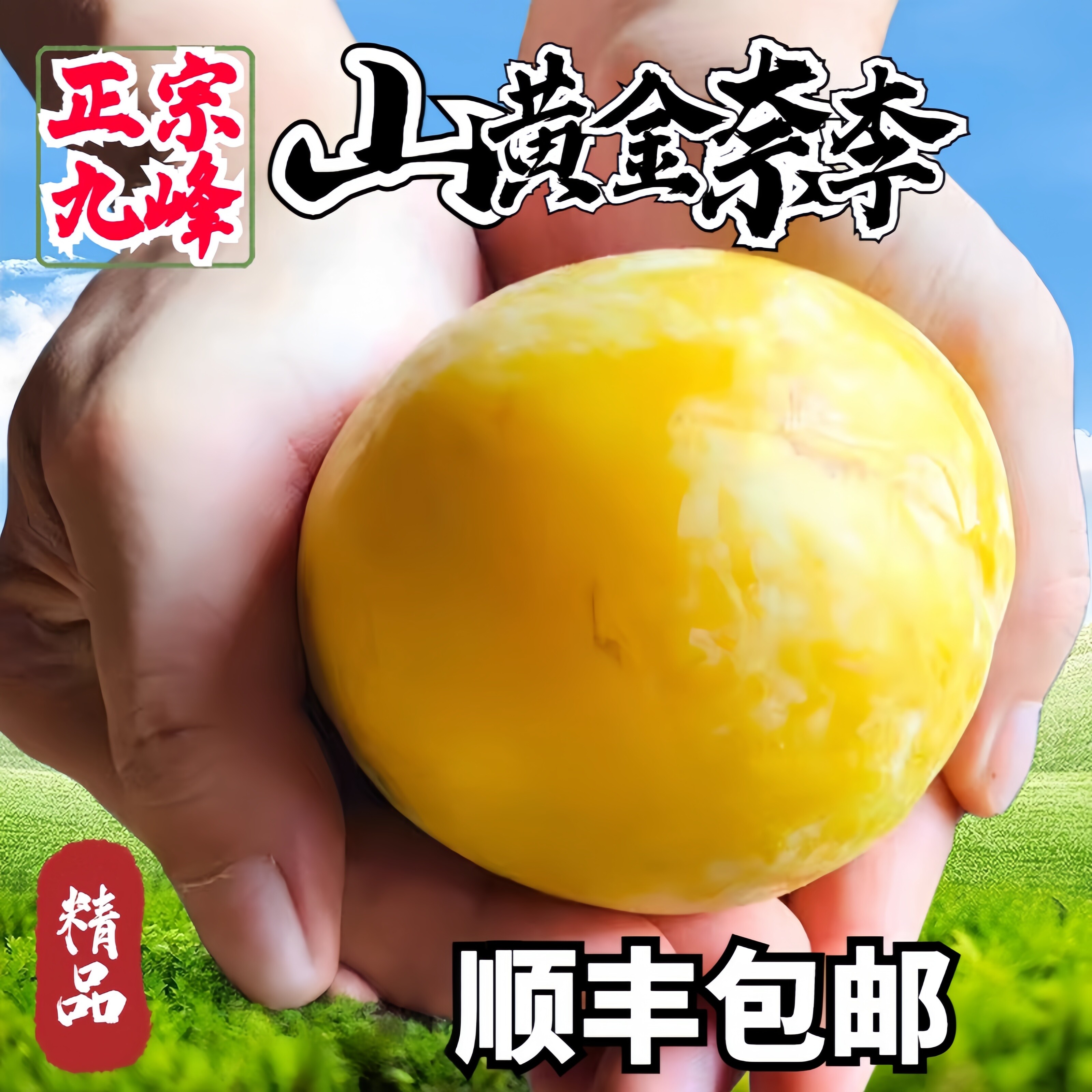 乐昌九峰山黄金奈李脆甜李子应季时令新鲜当季水果现摘顺丰包邮
