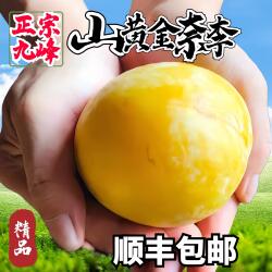 乐昌九峰山黄金奈李脆甜李子应季时令新鲜当季水果现摘顺丰包邮