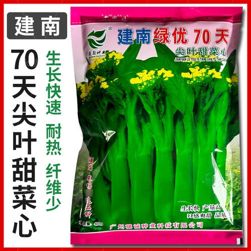 油菜心70天尖叶甜菜心