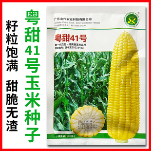 国审粤甜41号纯黄甜玉米种子大棒甜脆水果玉米种籽春秋季蔬菜种孑