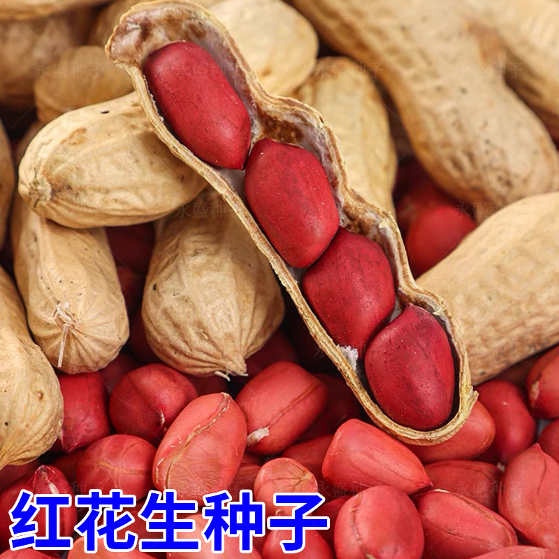 广东四粒红皮花生种子出油率高优质高产抗病大田种大粒花生米种子