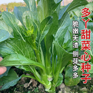 蔬菜种孑 建南6号多芽甜菜心种子高产抗病广东菜心菜种籽春秋冬季