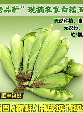 梅州农家甜糯玉米现摘顺丰包邮