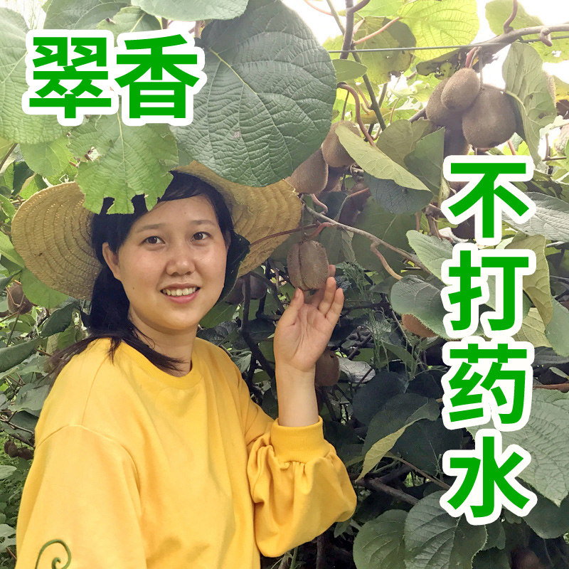 【晓向果园】陕西周至绿心翠香猕奇异果/猕猴桃