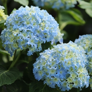 细高跟大花绣球八仙花铆钉盆栽庭院绿植花卉 木子家 花园 包邮