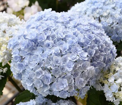 （木子家的花园）包邮进口重瓣绣球万华静花手鞠蒙娜丽莎望乡头花
