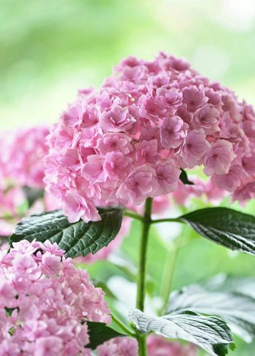 （木子家的花园）包邮日本进口大花绣球重瓣绣球佳澄八仙花带花苞