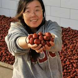 25年陕西佳县油枣陕北农家自产黄河滩枣子自然风干未清洗红枣整箱