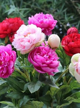 重瓣芍药花苗盆栽庭院花卉四季全根发货摆放阳台客厅芍药苗牡丹花