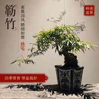 簕竹盆景佛肚竹盆栽罗汉竹室内阳台绿植小型矮化观赏植物庭院竹苗