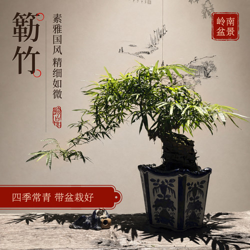 盆景佛肚竹罗汉室内阳台绿植小型