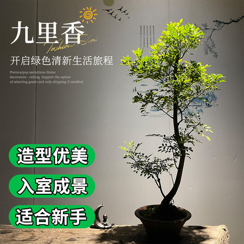九里香盆栽植物室内阳台办公室造型桌面盆景绿植花卉七里香好养 - 封面