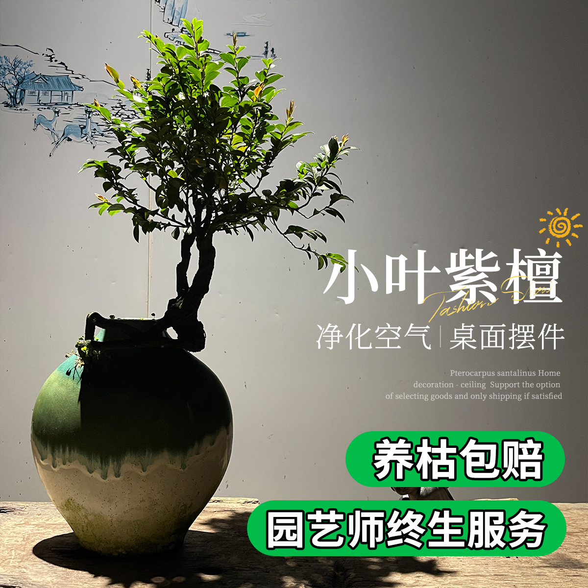 小叶紫檀盆景黑骨茶老桩悬崖式根艺造型花瓶摆件室内客厅桌面绿植
