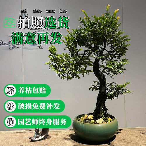 造型盆景小叶紫檀树桩花卉黑骨茶盆栽室内摆件镇宅四季常青绿植物 - 封面