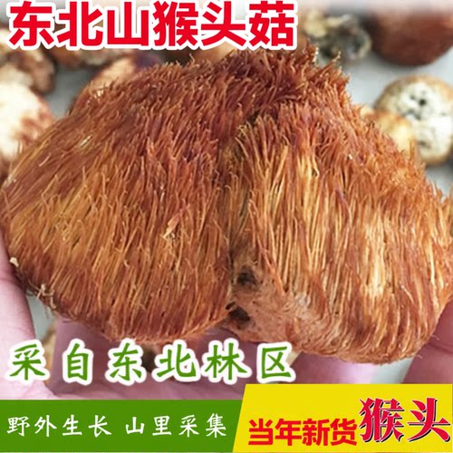 猴头菇东北特产长白山林海