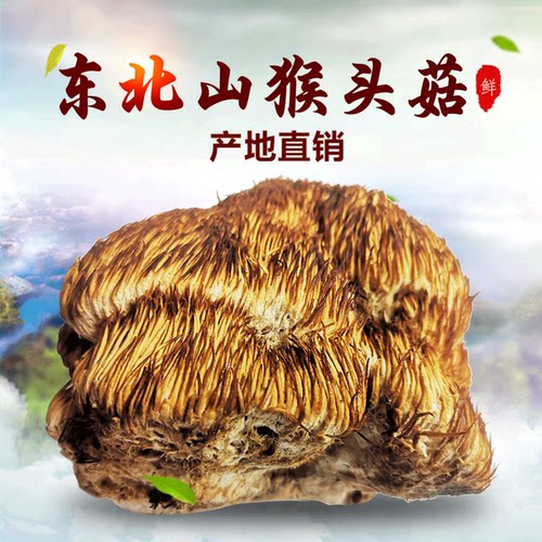 猴头菇东北特产长白山林海