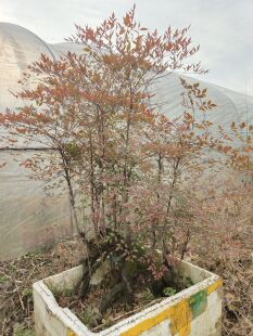 南天竹盆栽熟货老桩多年培育实物拍摄办公室阳台绿植淘金币抵扣