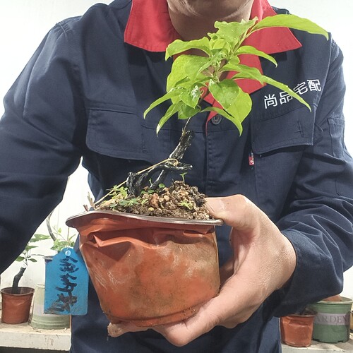 维纳斯柠檬黄