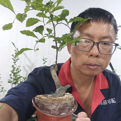 红大胜  两年大苗