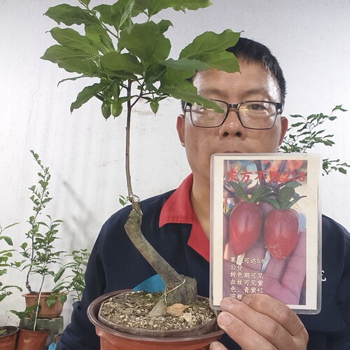 218大苗果多