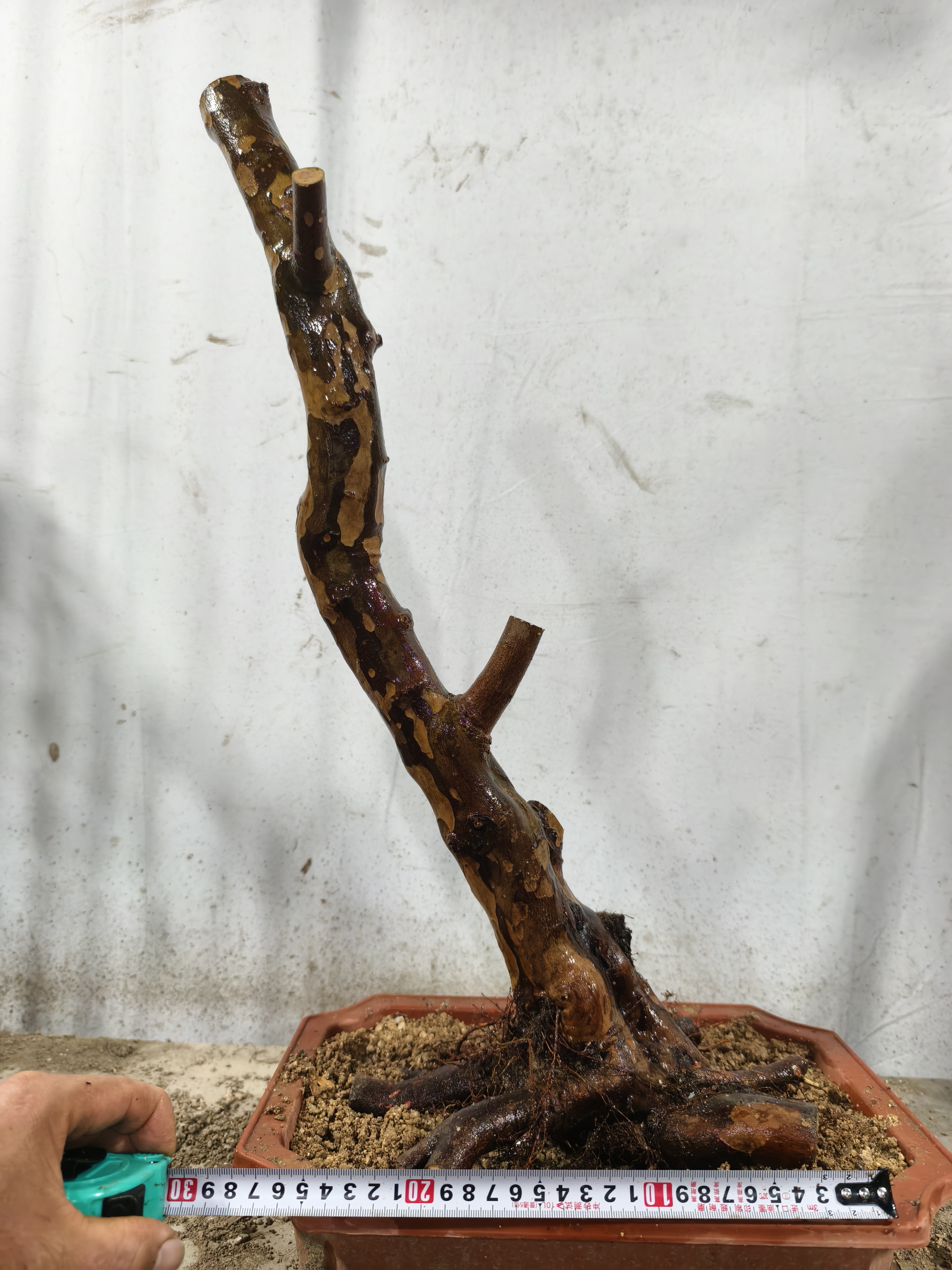 小叶红芽雀梅盆景新鲜老桩好活易养实物拍摄阳台庭院办公绿植金币