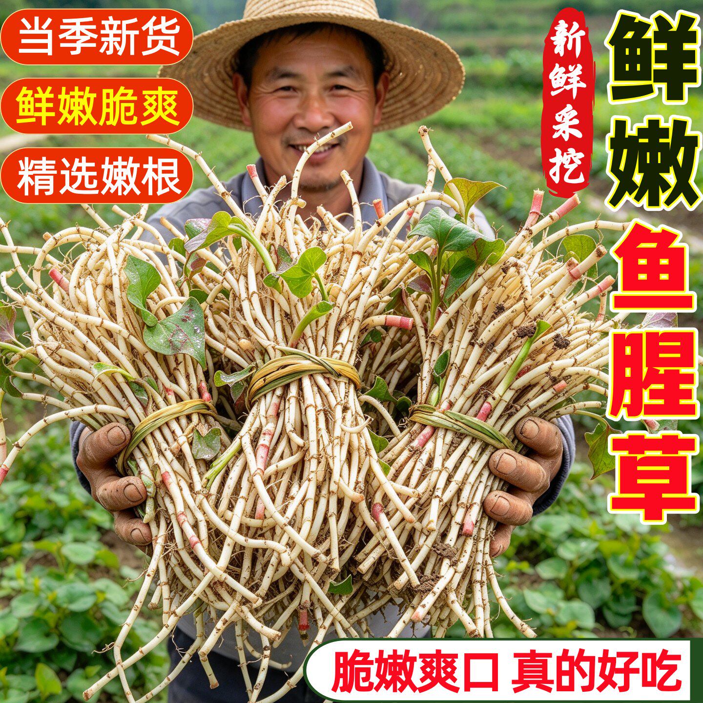 鲜嫩鱼腥草新鲜采挖脆嫩爽口