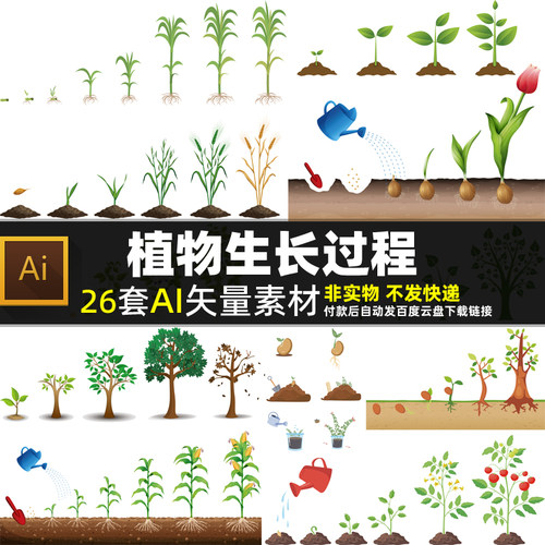 植物生长过程AI矢量素材 卡通蔬菜植物种子成长发育结果树木图片
