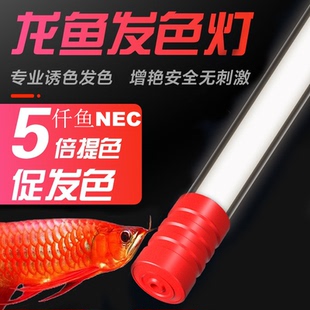 仟鱼nec鱼缸灯全光谱防水红龙紫外线红龙专用6700k增艳诱色t8灯管